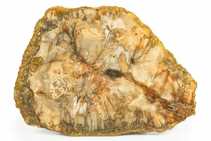 Colorful, Petrified Wood (Araucaria) Round - Madagascar #304628